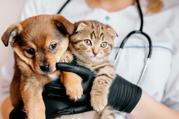 Insurance for Your Pet